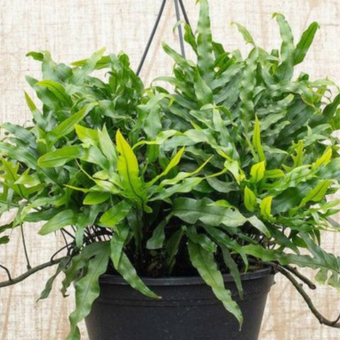 Fern Kangaroo (Microsorum Diversifolium) - PlantologyUSA - 3 Gallon