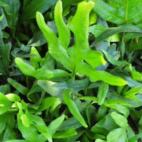 Fern Kangaroo (Microsorum Diversifolium) - PlantologyUSA - 3 Gallon