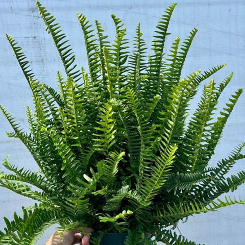 Clean Fern Fern Kimberly for Sale | PlantologyUSA.com – Plantology USA