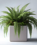 Fern Macho (Nephrolepis biserrata 'Macho') - PlantologyUSA - 3 Gallon