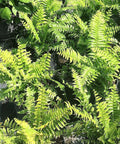 Fern Macho (Nephrolepis biserrata 'Macho') - PlantologyUSA - 3 Gallon