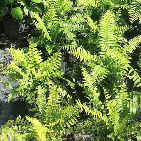 Fern Macho (Nephrolepis biserrata 'Macho') - PlantologyUSA - 3 Gallon