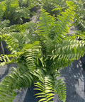 Fern Macho (Nephrolepis biserrata 'Macho') - PlantologyUSA - 3 Gallon