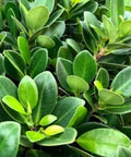 Ficus Green Island (Ficus microcarpa 'Green Island') - PlantologyUSA - Medium 12-13"