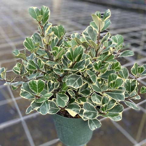 house plants with triangular leaves Ficus Triangularis (Triangle Fig) – Plantology USA