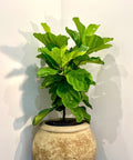 Fiddle Leaf Fig (Ficus Lyrata) - PlantologyUSA - 7 Gallon