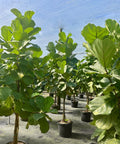 Fiddle Leaf Fig (Ficus Lyrata) - PlantologyUSA - Medium 2-3 Feet