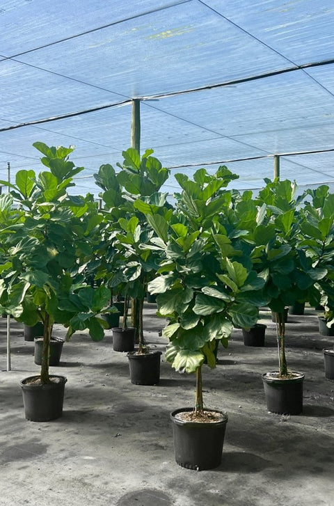 Fiddle Leaf Fig (Ficus Lyrata) - PlantologyUSA - Medium 2-3 Feet