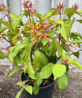 Firebush Regular (Hamelia patens) - PlantologyUSA - Medium 16-20"