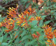 Firebush Regular (Hamelia patens) - PlantologyUSA - Medium 16-20"
