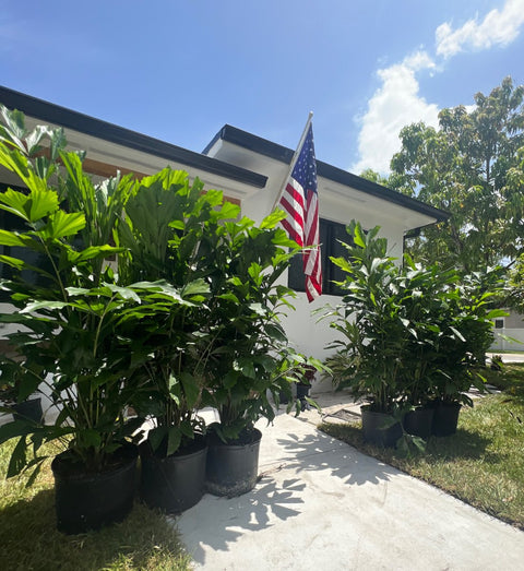 fishtail palm vs areca palm Fishtail Palm for Sale