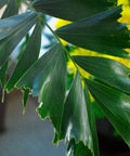 Fishtail Palm (Caryota mitis) - PlantologyUSA - 7 gallon
