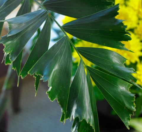 Fishtail Palm (Caryota mitis) - PlantologyUSA - 7 gallon