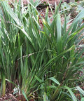 Flax Lily (Dianella revoluta 'Baby Bliss') - PlantologyUSA - Small 8-10"