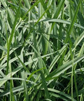 Flax Lily (Dianella revoluta 'Baby Bliss') - PlantologyUSA - Small 8-10"