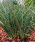Flax Lily (Dianella revoluta 'Baby Bliss') - PlantologyUSA - Small 8-10"