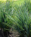 Flax Lily (Dianella revoluta 'Baby Bliss') - PlantologyUSA - Small 8-10"
