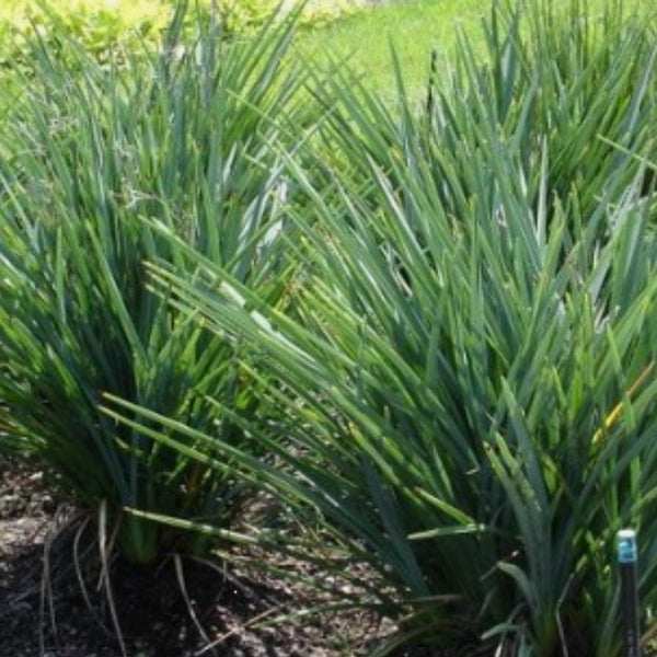 Flax Lily (Dianella revoluta 'Baby Bliss')