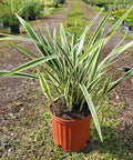 Flax Lily Variegated (Dianella tasmanica 'Variegata') - PlantologyUSA - 3 Gallon