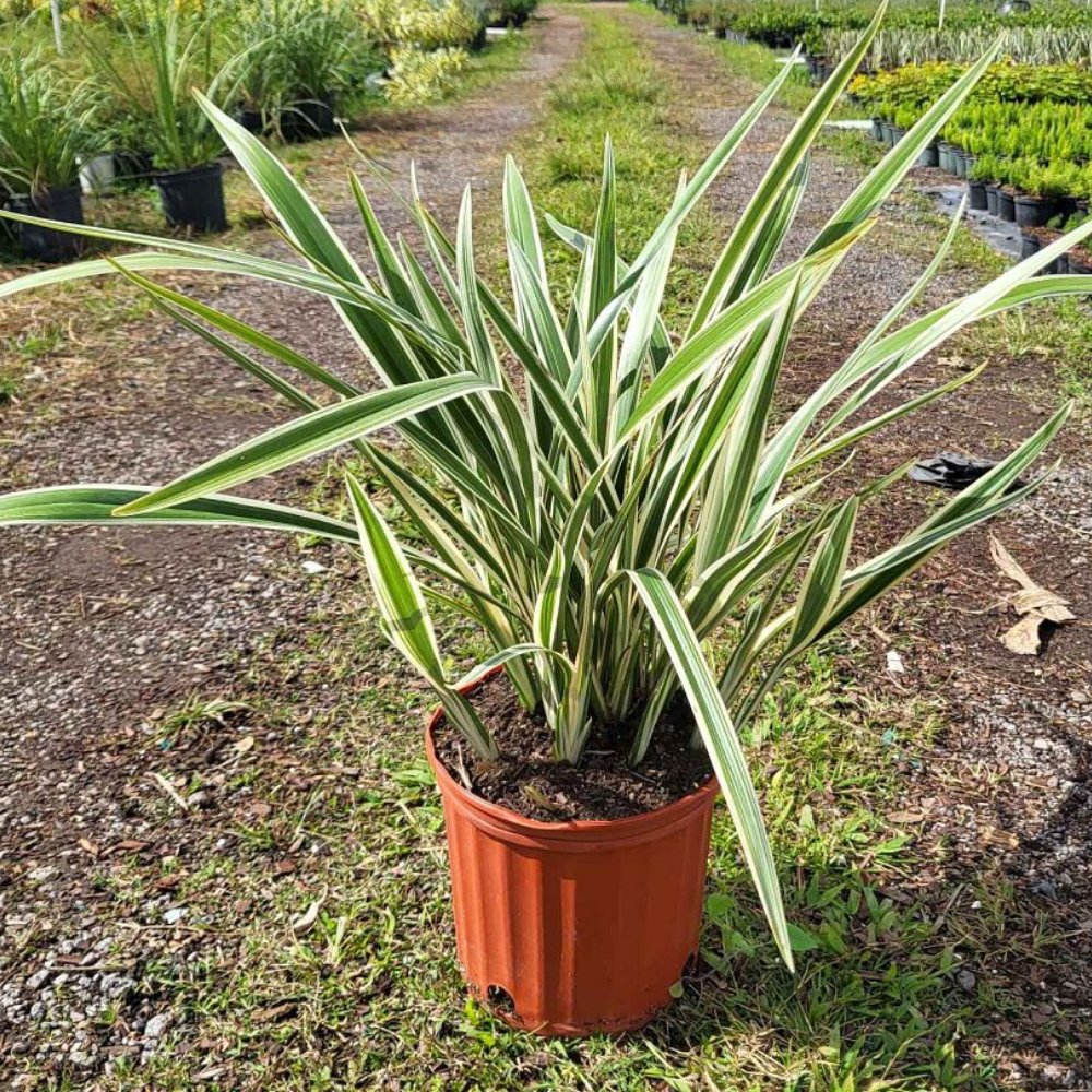 flax lily indoor plant Flax Lily Variegated (Dianella tasmanica 'Variegata')
