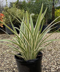 variegated flax lily flower Flax Lily Variegated for Sale