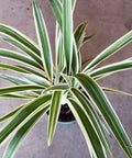 Flax Lily Variegated (Dianella tasmanica 'Variegata') - PlantologyUSA - 3 Gallon