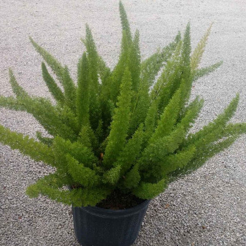 Foxtail Fern (Asparagus densiflorus 'Meyerii') - PlantologyUSA - Large