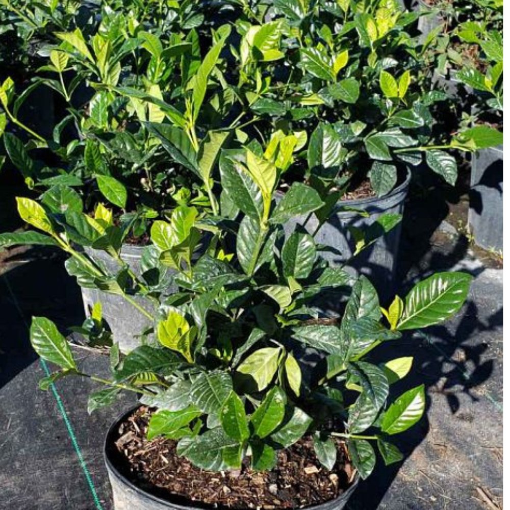gardenia house plant for sale Gardenia Aimee (Gardenia Jasminoides 'Aimee Yashioka')