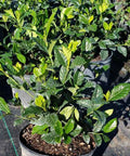 Gardenia Aimee (Gardenia Jasminoides 'Aimee Yashioka') - PlantologyUSA - 3 Gallon