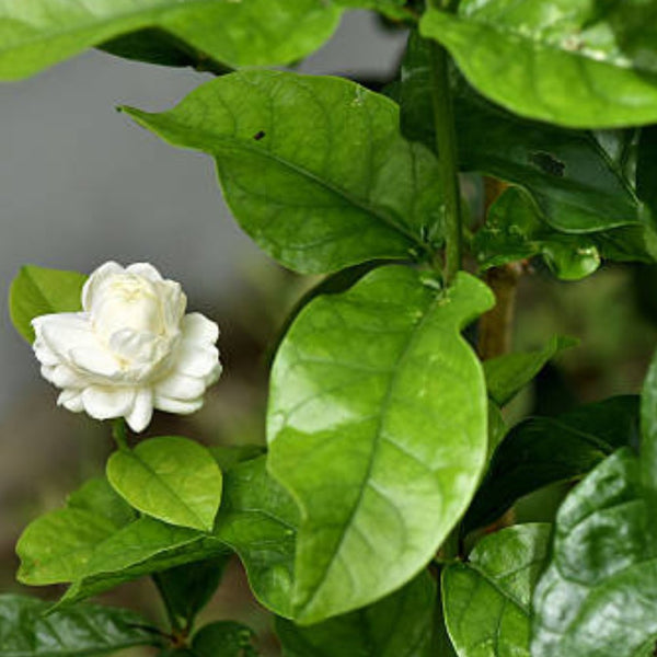 Gardenia Aimee (Gardenia Jasminoides 'Aimee Yashioka')