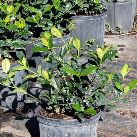 Gardenia Aimee (Gardenia Jasminoides 'Aimee Yashioka') - PlantologyUSA - 3 Gallon