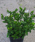 Gardenia Dwarf (Gardenia Jasminoides 'Radicans') - PlantologyUSA - 3 Gallon