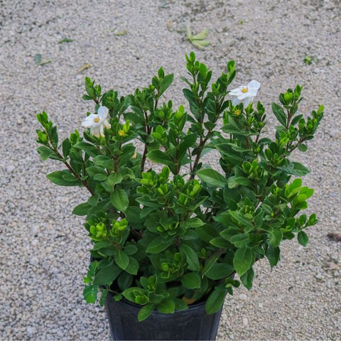 Gardenia Dwarf (Gardenia Jasminoides 'Radicans') - PlantologyUSA - 3 Gallon