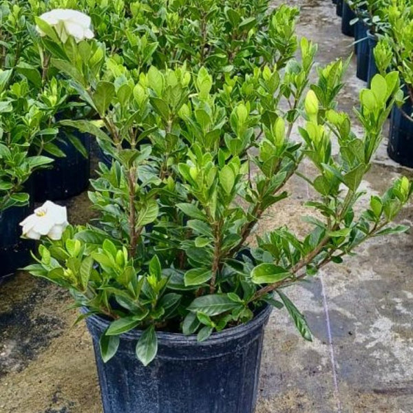 Gardenia Dwarf (Gardenia Jasminoides 'Radicans')