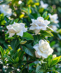 Gardenia Grafted Miami Supreme Tree (Gardenia spp.) - PlantologyUSA - Extra Large 26-32"