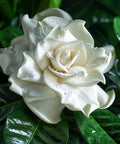 Gardenia Grafted Miami Supreme Tree (Gardenia spp.) - PlantologyUSA - Grower's Pick 26-32"