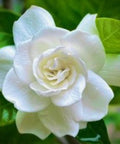 Gardenia Grafted Miami Supreme Tree (Gardenia spp.) - PlantologyUSA - Large 26-28"