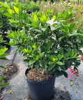 Gardenia Grafted Miami Supreme Tree (Gardenia spp.) - PlantologyUSA - Large 26-28"