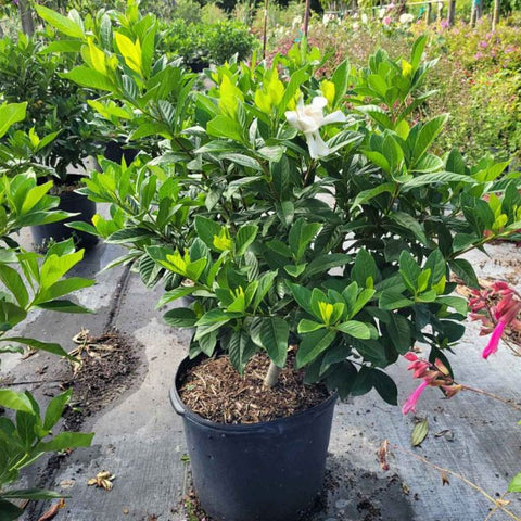 Gardenia Grafted Miami Supreme Tree (Gardenia spp.) - PlantologyUSA - Large 26-28"