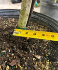 Gardenia Grafted Miami Supreme Tree (Gardenia spp.) - PlantologyUSA - Large 26-28"