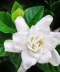 Gardenia Grafted Miami Supreme Tree (Gardenia spp.) - PlantologyUSA - Large 26-28"