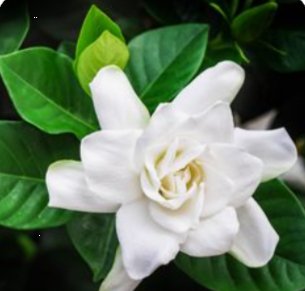 Gardenia Grafted Miami Supreme Tree (Gardenia spp.) - PlantologyUSA - Large 26-28"