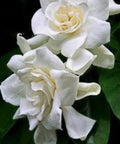 Gardenia Grafted Miami Supreme Tree (Gardenia spp.) - PlantologyUSA - Large 26-28"