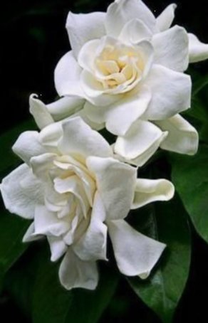 Gardenia Grafted Miami Supreme Tree (Gardenia spp.) - PlantologyUSA - Large 26-28"