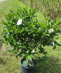 Gardenia Miami Supreme Bush (Gardenia Jasminoides 'Miami Supreme') - PlantologyUSA - 7 Gallon