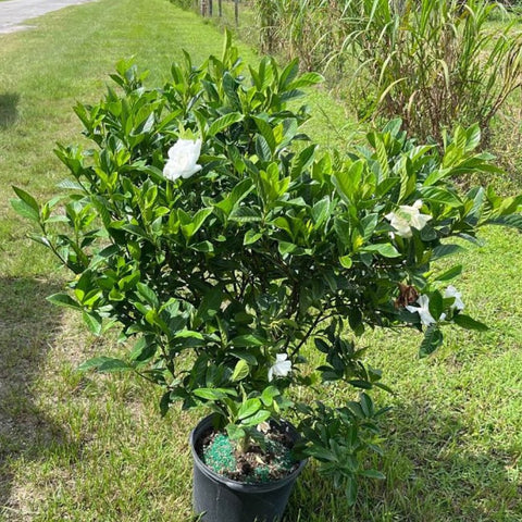 Gardenia Miami Supreme Bush (Gardenia Jasminoides 'Miami Supreme') - PlantologyUSA - 7 Gallon