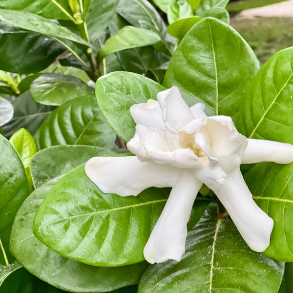 Gardenia Tahitian Standard (Gardenia taitensis)