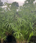 Giant Egyptian Papyrus (Cyperus papyrus) - PlantologyUSA - 3 Gallon