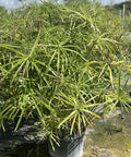 Giant Egyptian Papyrus (Cyperus papyrus) - PlantologyUSA - 3 Gallon