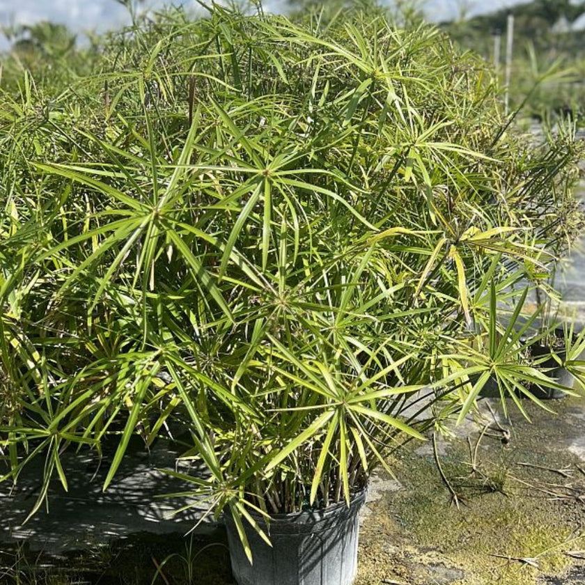 Papyrus (Cyperus papyrus) 15 Giant Egyptian Papyrus (Cyperus papyrus)